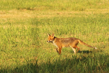 A lonely fox in countryside, in France