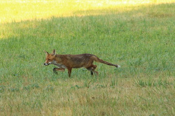 A lonely fox in countryside, in France