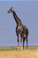 Giraffe by Lake Manyara