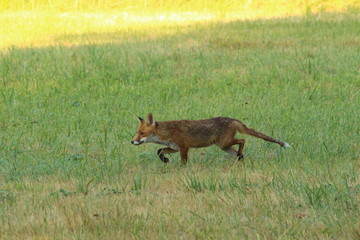 A lonely fox in countryside, in France