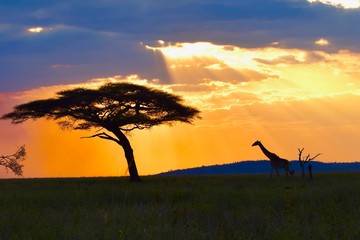 Giraffe sunset 1