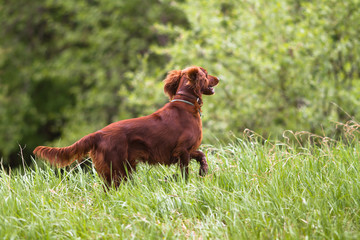 hunting dog running on the grass in the meadow