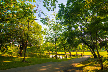 Sunset park green lawn with tree