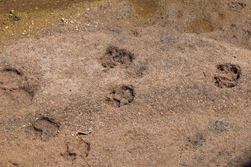 Lion tracks