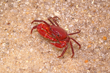 Red land crab (Phricotelphusa limula)(Male), It’s also known as waterfalls crab. One of world most beautiful fresh water crabs, It’s native only in Phuket island, Thailand. Very rare