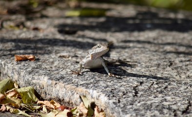 Lizard, Serengeti