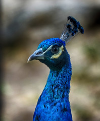 portrait of a peacock