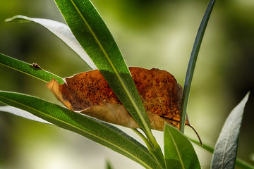 leaves