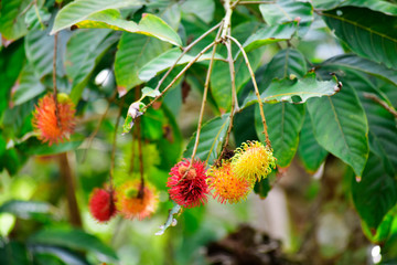  Rambutan is a fruit That is very popular to eat, planted in the garden, start to mature