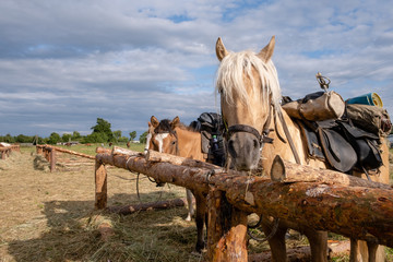 Photo of a horse in nature on a farm in the summer on a sunny day. Horse eats hay.