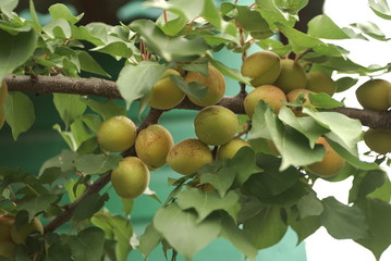 sweet apricot fruits growing on a apricot tree branch in orchard