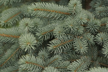 beautiful background with branches of blue spruce