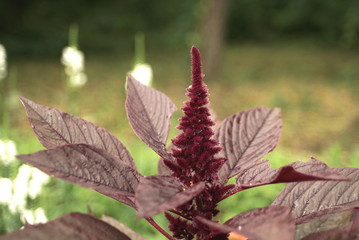 Cultivar amaranth (Amaranthus sp.) with seeds