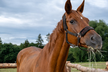 Photo of a horse in nature on a farm in the summer on a sunny day. Horse eats hay.