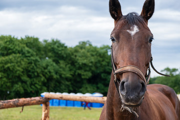 Photo of a horse in nature on a farm in the summer on a sunny day. Horse eats hay.