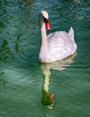 swan on lake