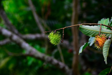  Rambutan is a fruit That is very popular to eat, planted in the garden, start to mature