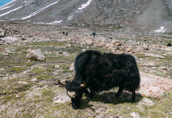 Yaks in the mountains, high pass, India, Ladakh, Tibet