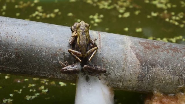 Common tree frog breeding by the male is hugged on the female back, Frogs are mating and laying egg in chunk of foam on metal pipe above the water, Amphibians in tropical Asia,Local animal in Thailand