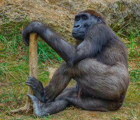 monkey