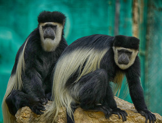 portrait of baboon