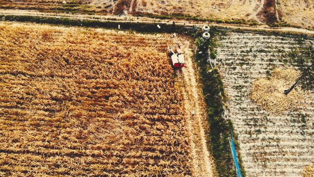 Harvesting jasmine rice in the summer and rice harvesting vehicles are working in the fields. Combine rice threshing machine that collects golden jasmine on the field. See from above.