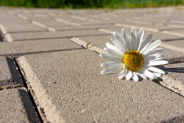 Fototapeta na wymiar Single white marguerite daisy lying on paving