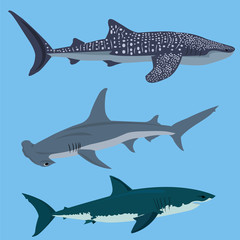 Collection of sharks vector illustration