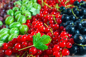 Green Leaf, Black and Red Currant Berries, Green and Red Gooseberries Covered with Water Droplets. Organic Background.