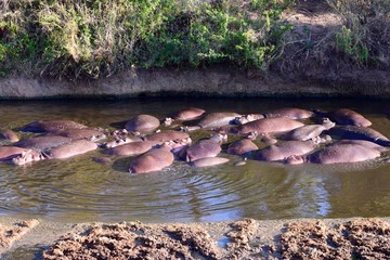 Hippo army 3