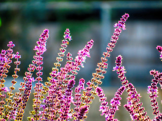 field of lavender flowers