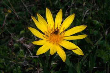 Caucasus. Kurtat Gorge. Mountain flowers.