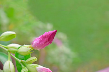  Beautiful natural pink flowers start to bloom and look fresh.
