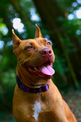 portrait of dog