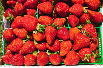 Freshly Picked Farm Fresh Strawberries Close Up in Natural Background
