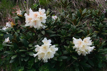 Caucasus. Midagrabin gorge. Flowering rhododendrons.
