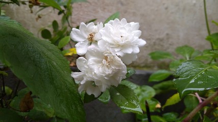 Beautiful flowers
