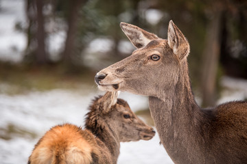Deer calf and its mother in winter forest