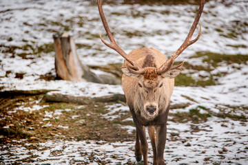 Deer in winter forest