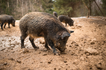 Wild boars in the forest in the mud