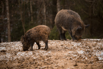 Wild boars in the forest in the mud