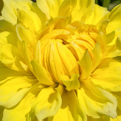 Fototapeta premium Dahlia, Dahlia