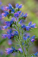 Vipers bugloss, Echium vulgare