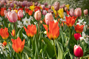 Flowerbed during springtime