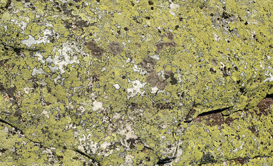 stone background with textured surface and Lichen Moss. Pattern mineral with rough structure and lichen. mountain backdrop. Natural stone surface. Lichen rhizocarpon on stones south Ural Mountains