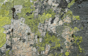 stone background with textured surface and Lichen Moss. Pattern mineral with rough structure and lichen. mountain backdrop. Natural stone surface. Lichen rhizocarpon on stones south Ural Mountains