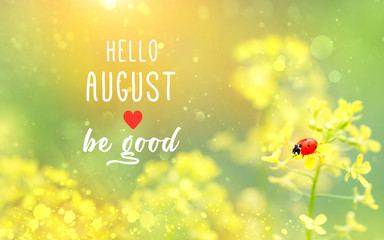 Hello August. Be good. beautiful yellow flowers and ladybug on abstract nature flowers background, close up. blossoming rape and red ladybug in sunlight bokeh. soft selective focus