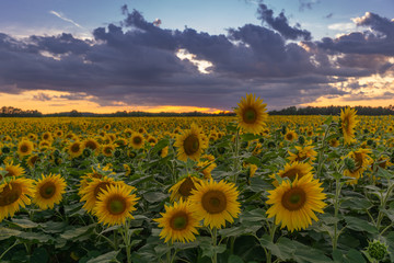 Fototapeta premium Sonnenblumen Feld Langzeitbelichtung // Sunflower field longtimeexposure