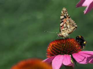 Distelfalter und Hummel