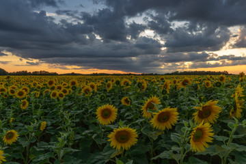 Obraz premium Sonnenblumen Feld Langzeitbelichtung // Sunflower field longtimeexposure